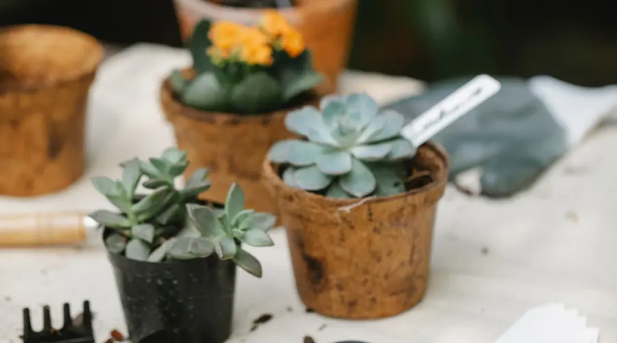 Van snoeischaar tot hakselaar: De ultieme gids voor het onderhoud van tuingereedschap Garden Equipment | Wstp