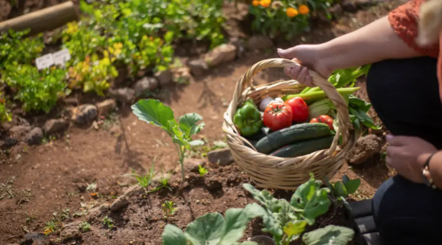 Van snoeischaar tot maaier: Een uitgebreide gids voor tuingereedschap Garden Equipment | Wstp