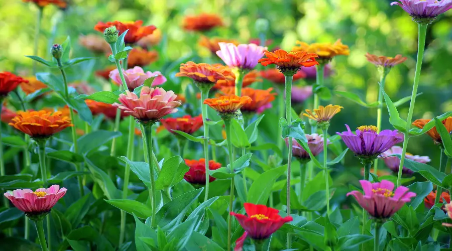 Expert tuiniertips: Hoe kiest u de juiste tuingereedschappen voor uw behoeften? Garden Equipment | Wstp
