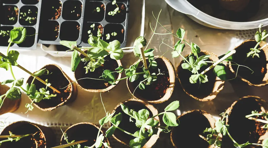 Het potentieel van uw tuin maximaliseren: De beste opties voor tuingereedschap voor een mooie tuin Garden Equipment | Wstp